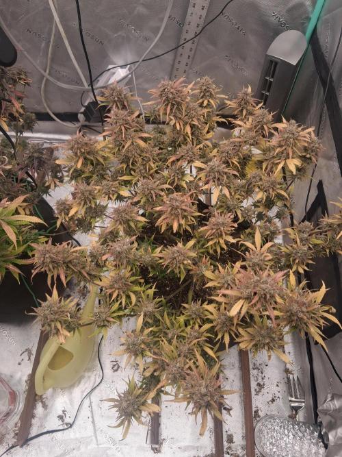 Organic Grow. Week 14 - Gorilla Cookies 