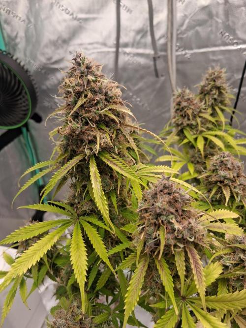 Organic Grow. Week 15 - #2