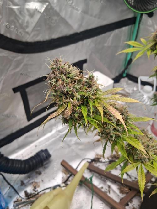 Organic Grow. Week 15 - #2
