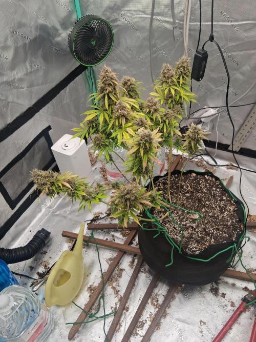Organic Grow. Week 15 - Mystery seed 2