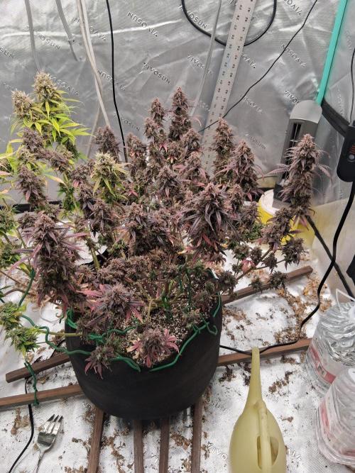 Organic Grow. Week 15 - Mystery seed#1