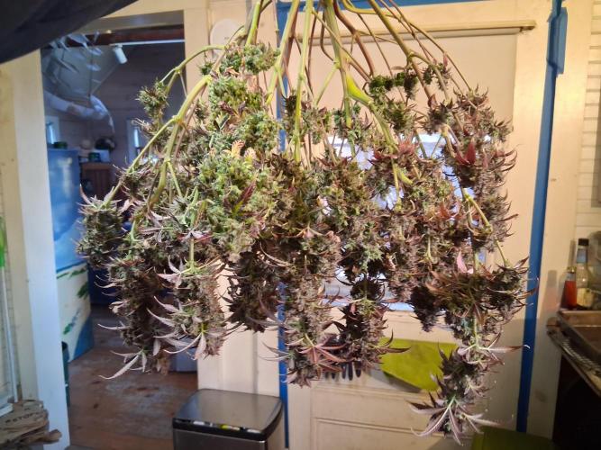 Organic Grow. Week 15 - #1