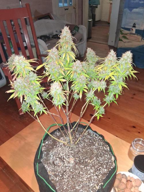 Organic Grow. Week 14