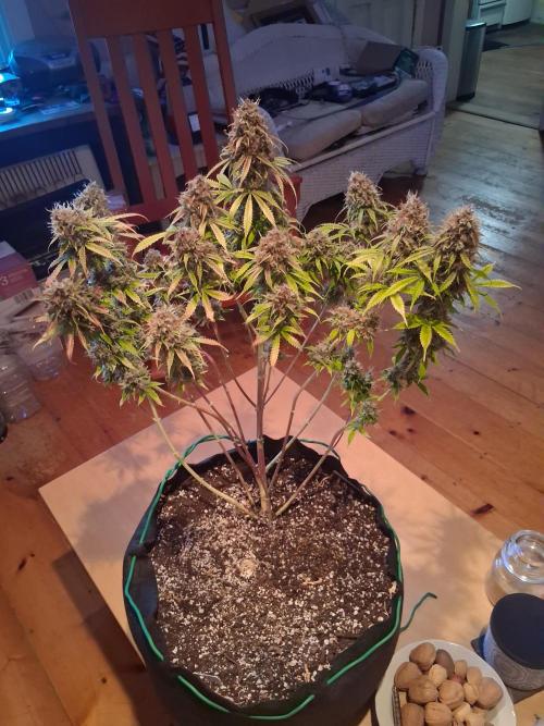 Organic Grow. Week 14