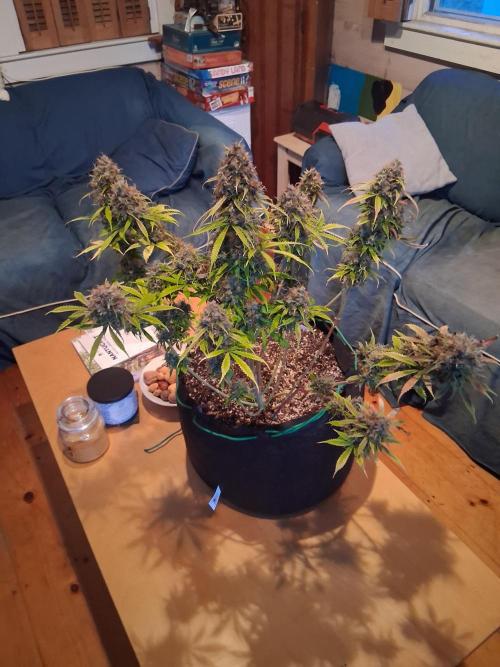 Organic Grow. Week 14