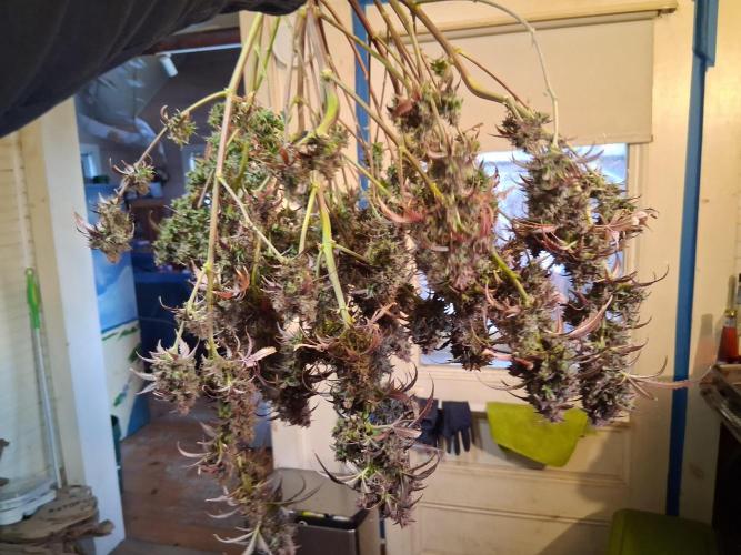 Organic Grow. Week 14
