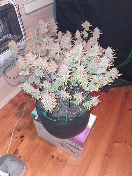 Organic Grow. Week 14