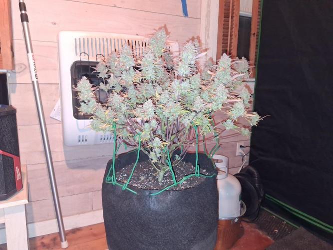 Organic Grow. Week 14