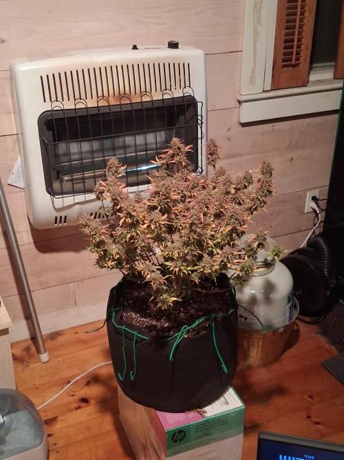 Organic Grow. Week 14