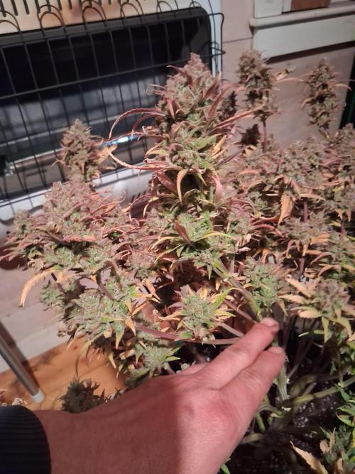 Organic Grow. Week 14
