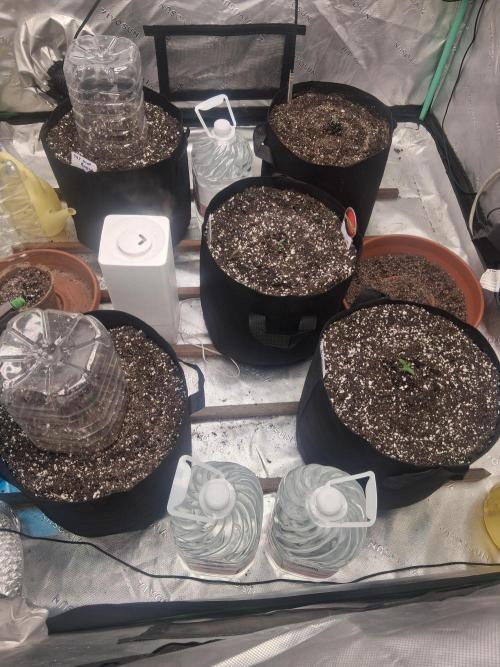 Organic Competition. Week 1