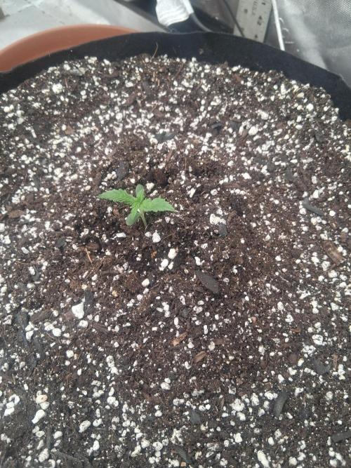 Organic Competition. Week 1 - Granite Haze
