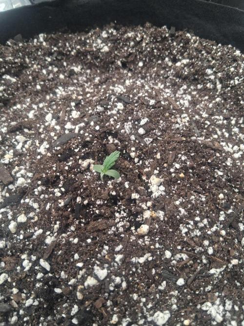 Organic Competition. Week 1 - Haze Beast