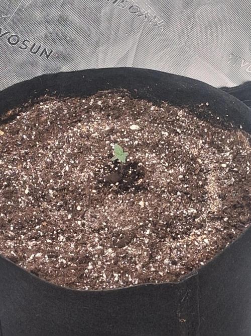 Organic Competition. Week 1 - ChemDoggin 