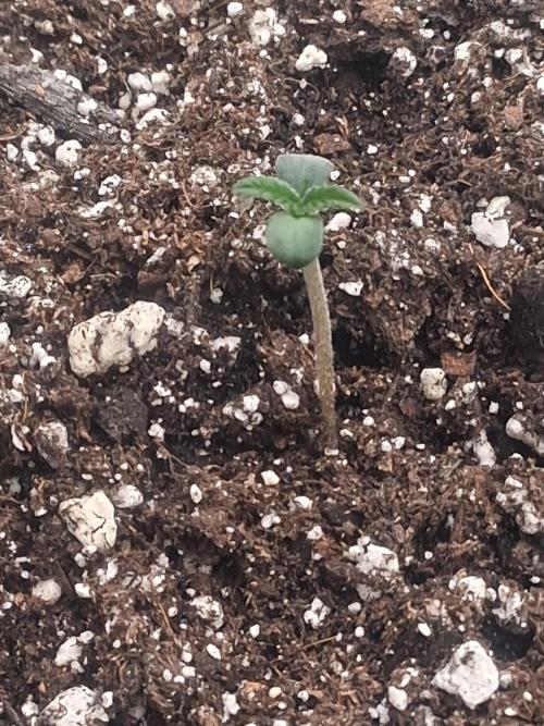 Organic Competition. Week 1 - Strawberry Nuggets 