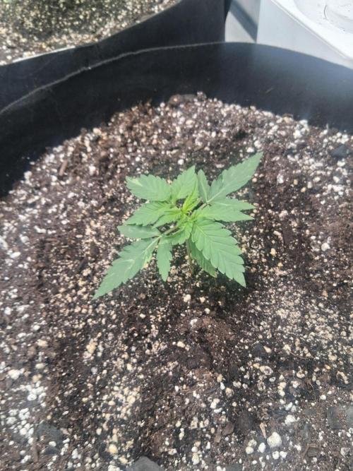 Organic Competition. Week 3 - Jehovas Witness 