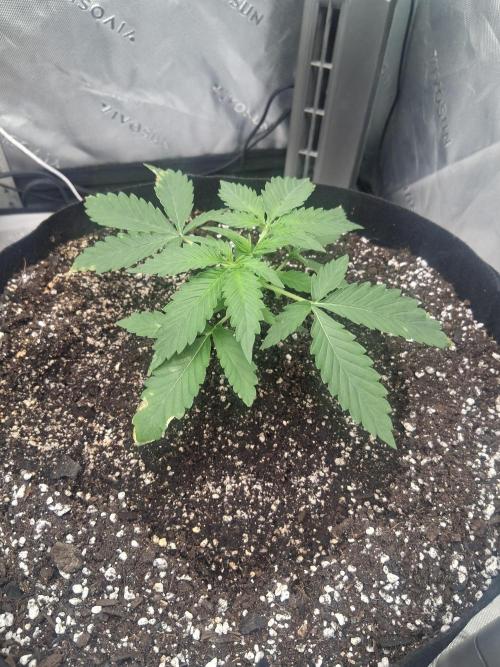Organic Competition. Week 3 - Granite Haze