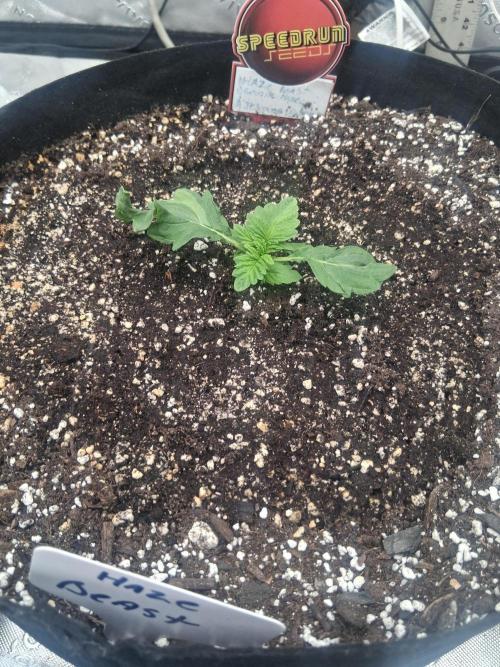 Organic Competition. Week 3 - Haze Beast
