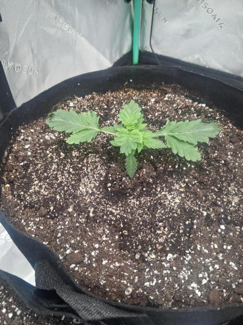 Organic Competition. Week 3 - Chem Doggin