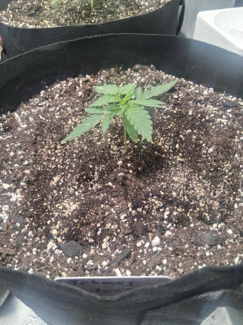 Organic Competition. Week 3 - Strawberry Nuggets 