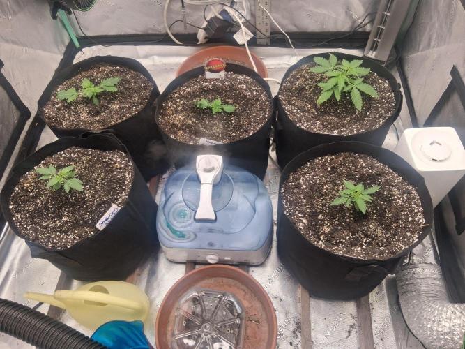 Organic Competition. Week 3 - 1 under humidity dome is another Strawberry Nuggets 