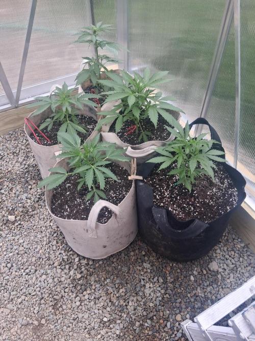 Organic Competition. Week 3 - OD 2 Citrus Bubblegum
2 Frosted Cherry O's 1-Mango smile x 4 assed Monkey. 