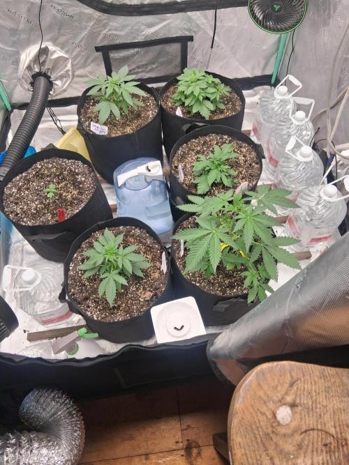 Organic Competition. Week 4