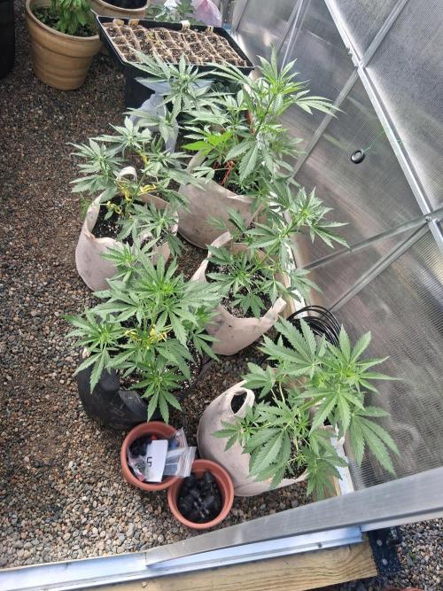 Organic Competition. Week 4