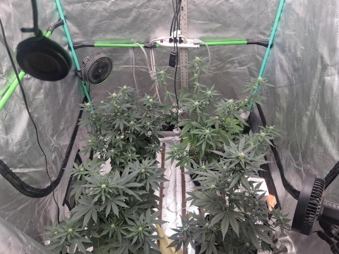 Organic Competition. Week 6