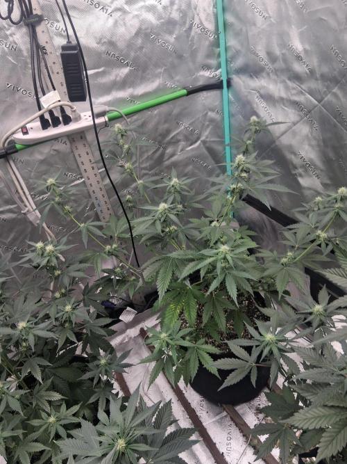 Organic Competition. Week 6 - Granite Haze 