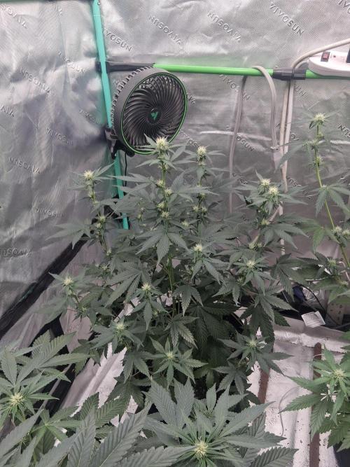 Organic Competition. Week 6 - Chemdoggin
