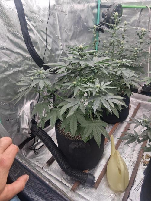 Organic Competition. Week 6 - Strawberry Nuggets 