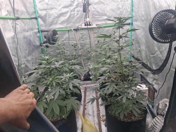 Organic Competition. Week 6