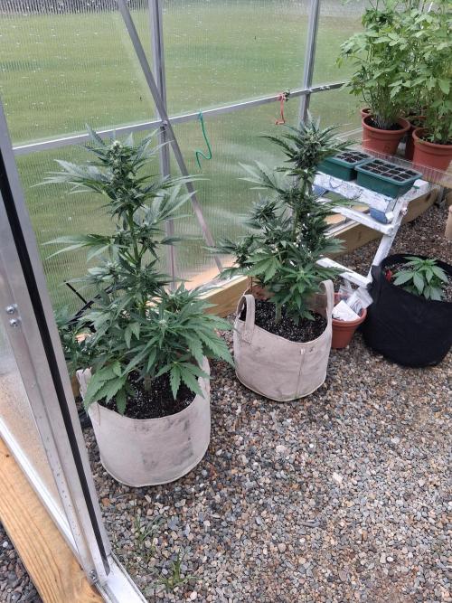 Organic Competition. Week 6 - 2 Speedrun Frosted Cherry O's
