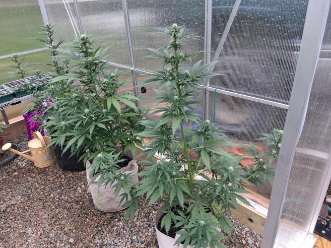 Organic Competition. Week 6 - 2 Speedrun Citrus Bubblegum and furthest left is the Mango smile cross.