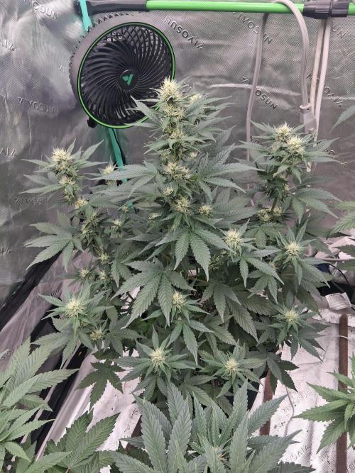 Organic Competition. Week 7 - ChemDoggin