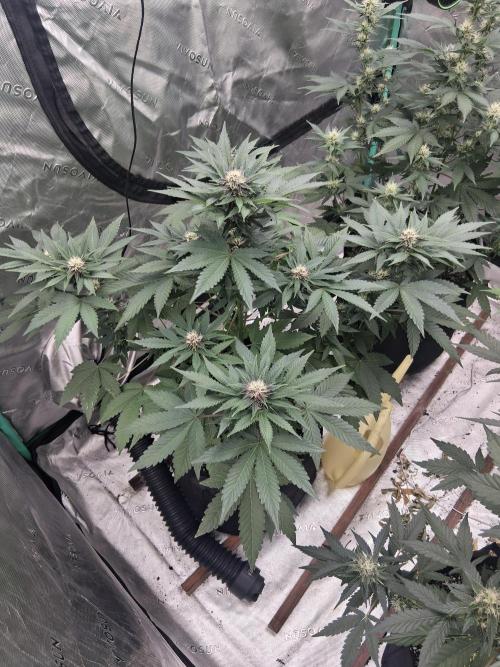 Organic Competition. Week 7 - Strawberry Nuggets 