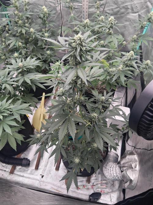 Organic Competition. Week 7 - Jehovas Witness 
