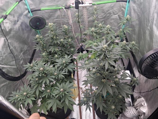 Organic Competition. Week 7