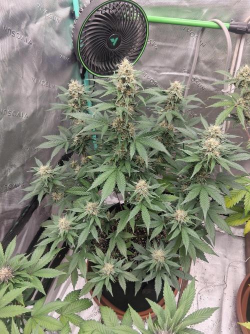 Organic Competition. Week 8 - ChemDoggin 