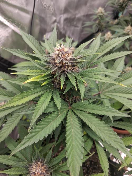 Organic Competition. Week 8 - Strawberry Nuggets 