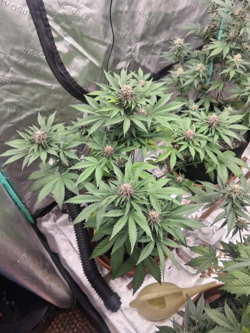 Organic Competition. Week 8 - Strawberry Nuggets 