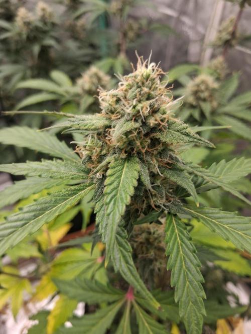 Organic Competition. Week 8 - Granite Haze
