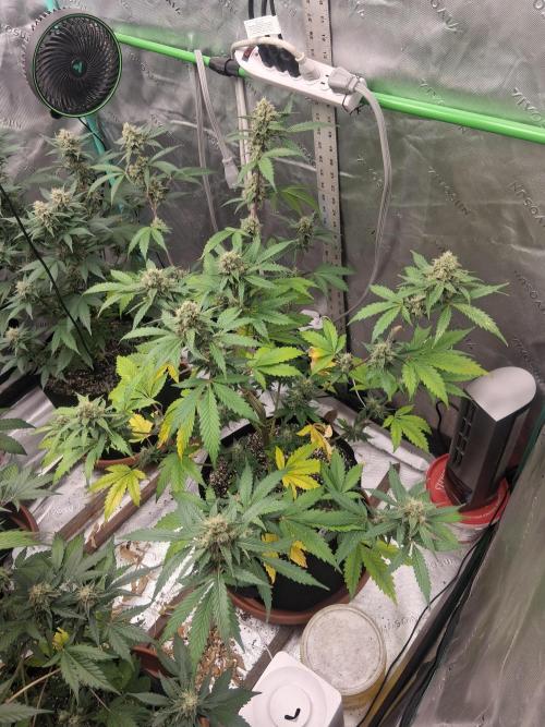 Organic Competition. Week 8 - Granite Haze 