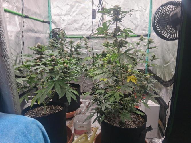 Organic Competition. Week 8 - Left Strawberry Nuggets 
Right Jehovas Witness 
