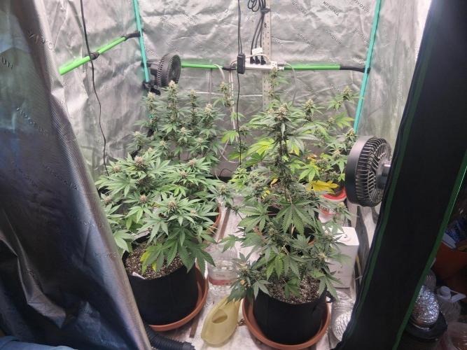 Organic Competition. Week 8