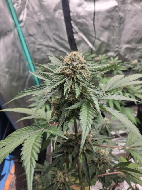 Organic Competition. Week 8 - Jehovas Witness 