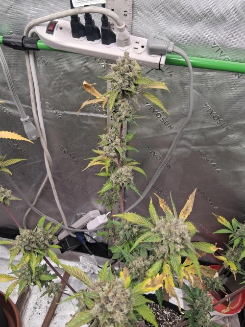 Organic Competition. Week 10 - Granite Haze 