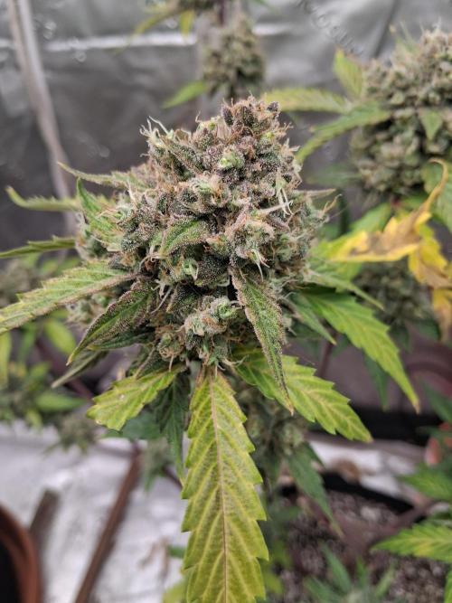 Organic Competition. Week 10 - Granite Haze 