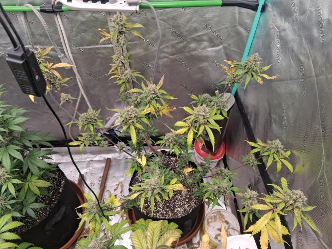 Organic Competition. Week 10 - Granite Haze 